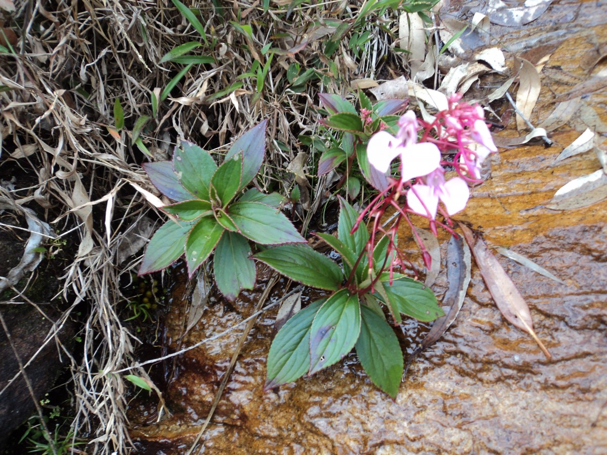 Balsaminaceae